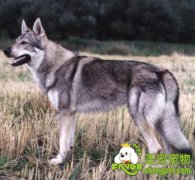 国际犬类组织和犬类运动简介