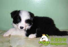 带狗狗春游需要注意什么