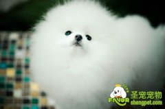 宠物狗的训练方法有哪些