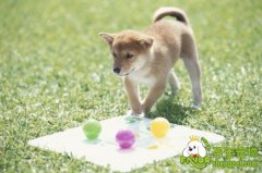 给狗狗洗澡也可以“干洗”