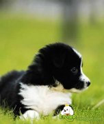 全犬种冠军赛等级评定规则