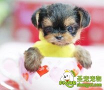 冬季，爱犬容易得哪几种疾病