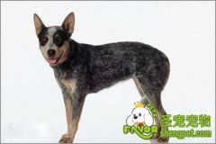 冬季爱犬的护理方法