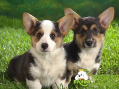 冬季对狗狗的管理该怎么做