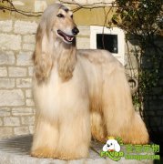 狗狗冬季护理和维生素解说