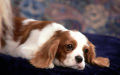 犬种遗传病可防无可治