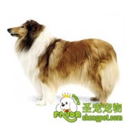 调教狗狗的“十点建议”