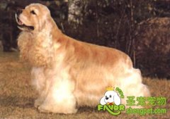 狗狗在春天的阳光下也需要防晒