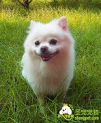 避免小型母犬的难产