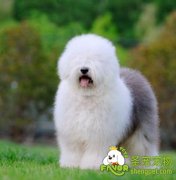 狗狗产前产后注意的问题