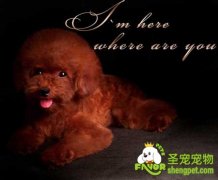 宠物狗冬季产仔护理方法