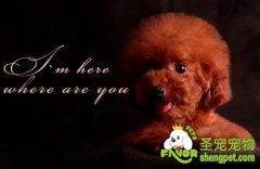 初次生产的母犬注意事项