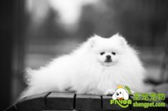 防卫犬训练运动的介绍及方法