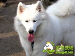 高温天气谨防宠物狂躁伤人