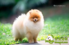 给爱犬购买适合的玩具