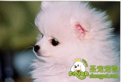 如何好好教育好狗狗