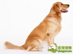 狗狗吃饭要规矩