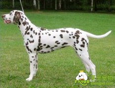 狗狗春季保健四步骤