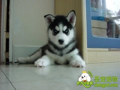 狗狗合理调教的方法