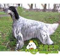 狗狗的基本生活训练方法