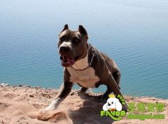 如何训练狗狗坐在自行车