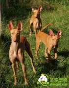 如何训练宠物犬跳呼啦圈