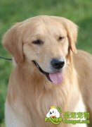 如何训练自己狗狗一起跳绳