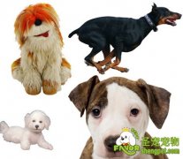 如何训练狗狗跳舞