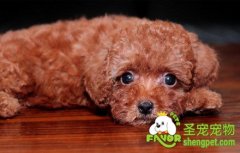 红贵宾毛色的相关科普问答知识