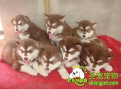 繁殖出红色阿拉斯加你要注意