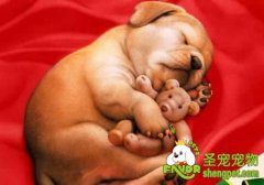 狗狗分娩产前产后注意的问题