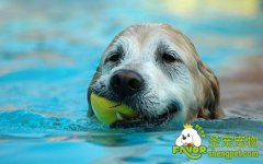 犬洗澡及洗毛剂的选择