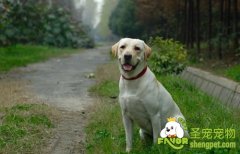 狗狗很聪明惩罚要适度