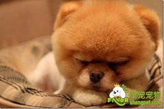 狗狗爬楼梯腰椎易受伤