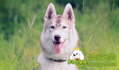 如何训练狗狗衔东西