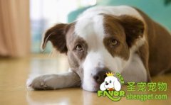 如何训练狗狗衔取物品