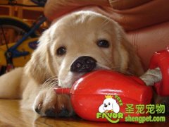 如何让幼犬夜晚和独处时不叫