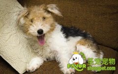 如何训练狗狗会坐下