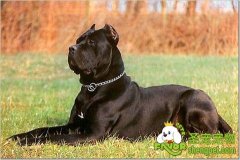 为什么宠物也会得抑郁症呢