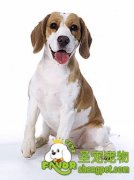 如何让狗狗不抗拒洗澡