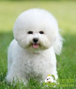 狗狗为什么总舔爪子