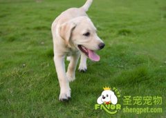 狗狗拒绝陌生人食物的方法