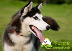 用玩具训练宠物狗狗游泳