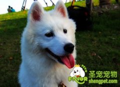 有效防止宠物狗狗走失的方法