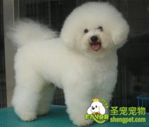 比熊犬掉毛的原因及预防
