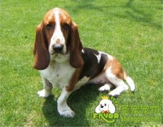 怎样去除巴吉度的体臭问题