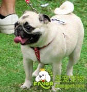 狗狗不可多吃糖的原因