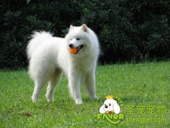 宠物狗狗肢体动作含义