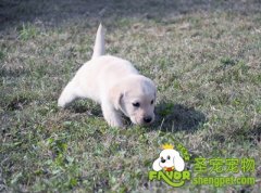 训练狗狗需要因狗制宜