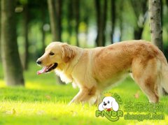 留守宠物乖乖听话方法